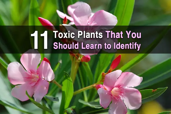 11 Toxic Plants That You Should Learn to Identify
