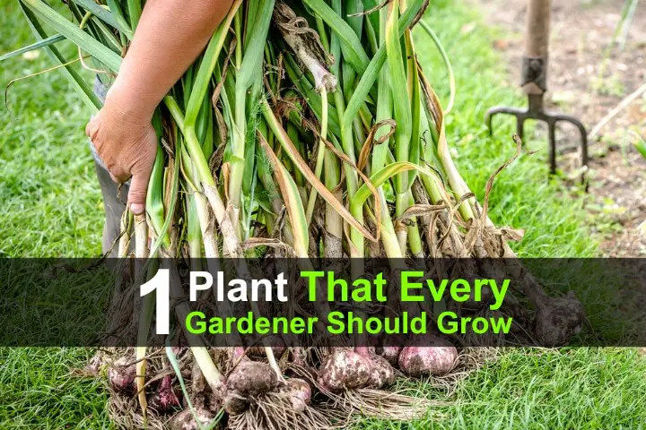 1 Plant Every Gardener Should Grow