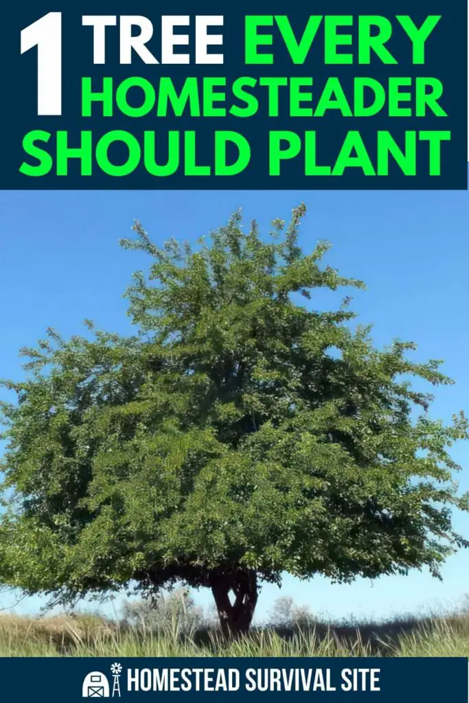 1 Tree That Every Homesteader Should Plant