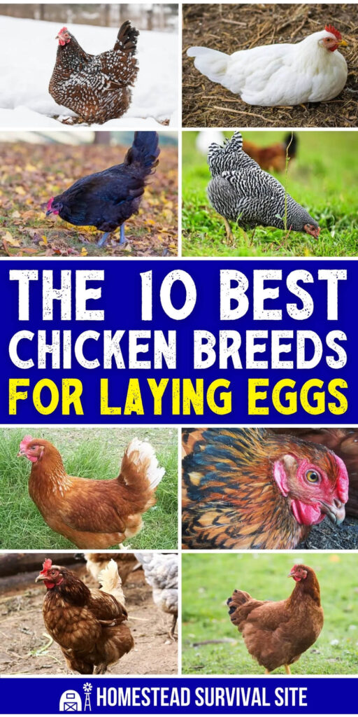 10 Best Chicken Breeds for Laying Eggs