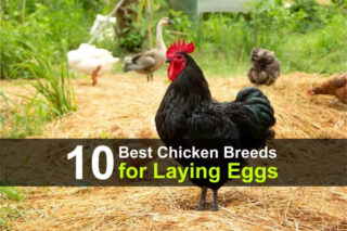 10 Best Chicken Breeds for Laying Eggs