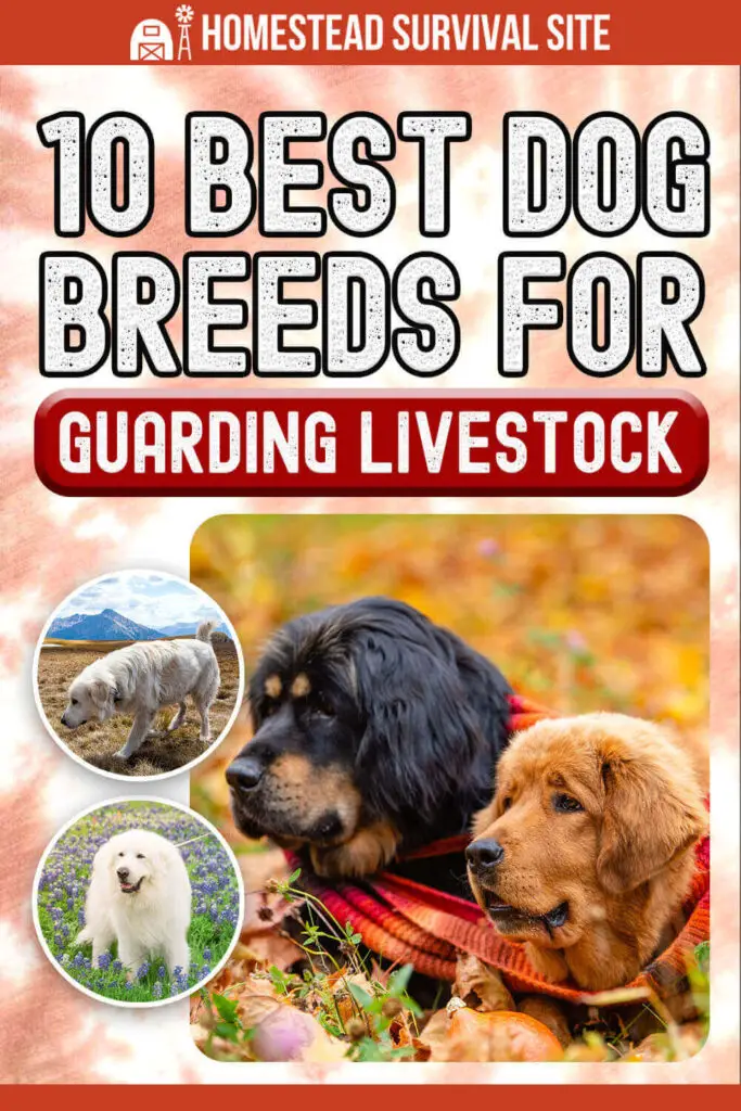 10 Best Dog Breeds For Guarding Your Livestock