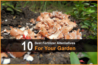 10 Best Fertilizer Alternatives for Your Garden