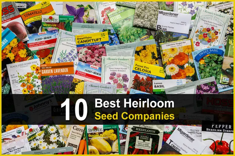 10 Best Heirloom Seed Companies