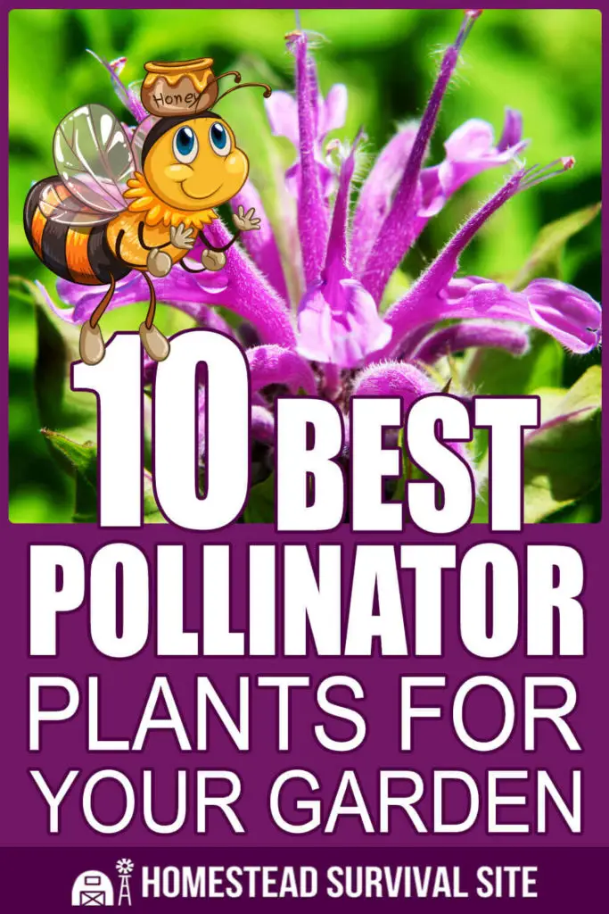 10 Best Pollinator Plants for Your Garden