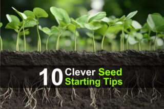 10 Clever Seed Starting Tips