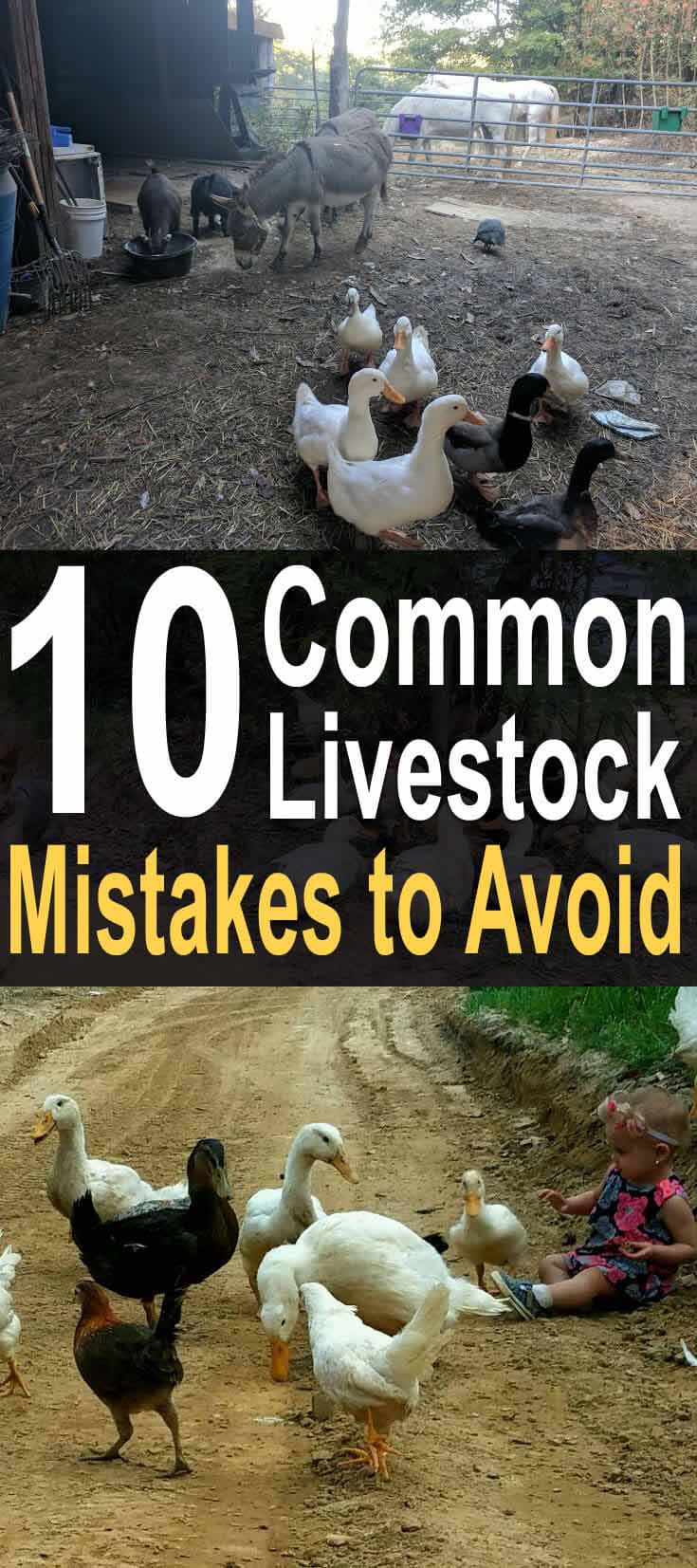 10 Common Livestock Mistakes to Avoid
