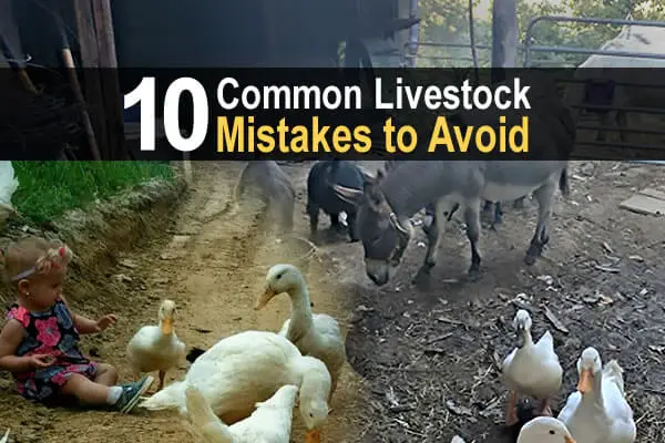10 Common Livestock Mistakes to Avoid