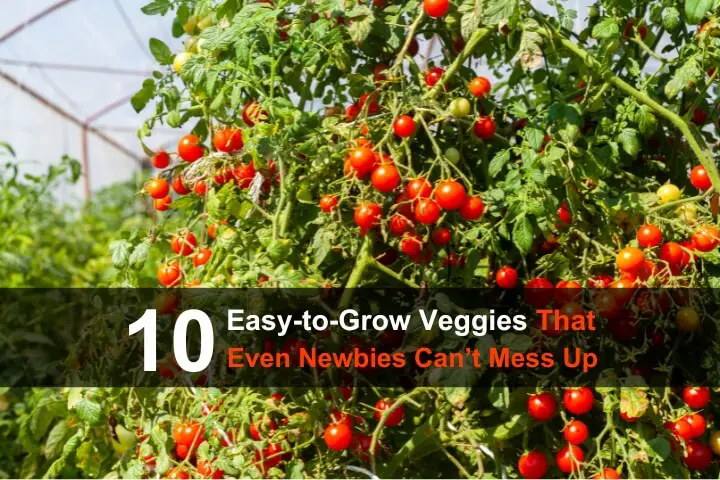 10 Easy-to-Grow Veggies That Even Newbies Can't Mess Up