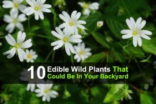 10 Edible Wild Plants That Could Be In Your Backyard