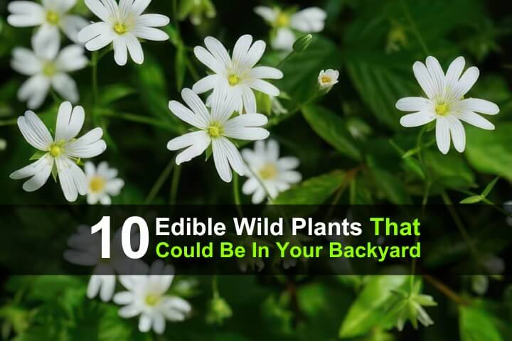 10 Edible Wild Plants That Could Be In Your Backyard