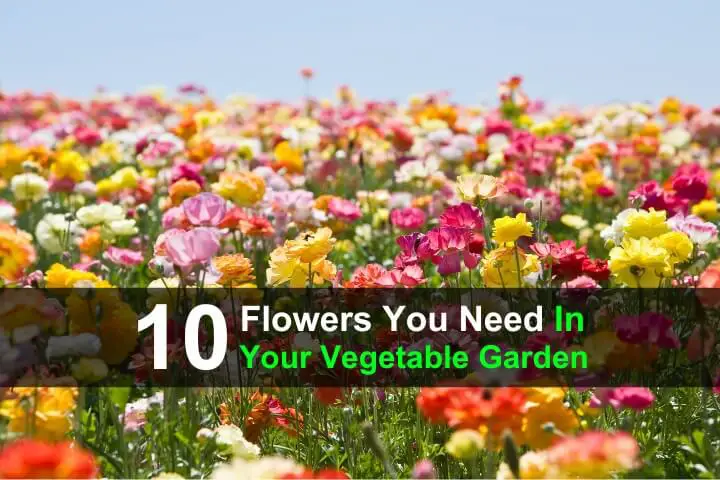 10 Flowers You Need In Your Vegetable Garden