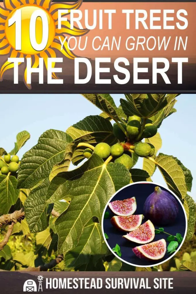 10 Fruit Trees You Can Grow In The Desert