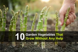 10 Garden Vegetables That Grow Without Any Help