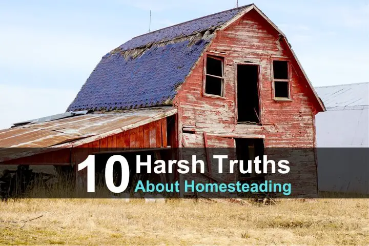 10 Harsh Truths About Homesteading
