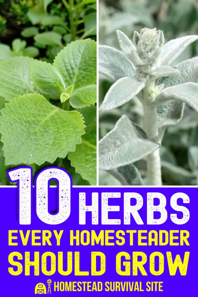 10 Herbs Every Homesteader Should Grow