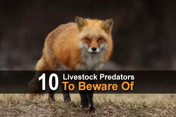 10 Livestock Predators to Beware Of