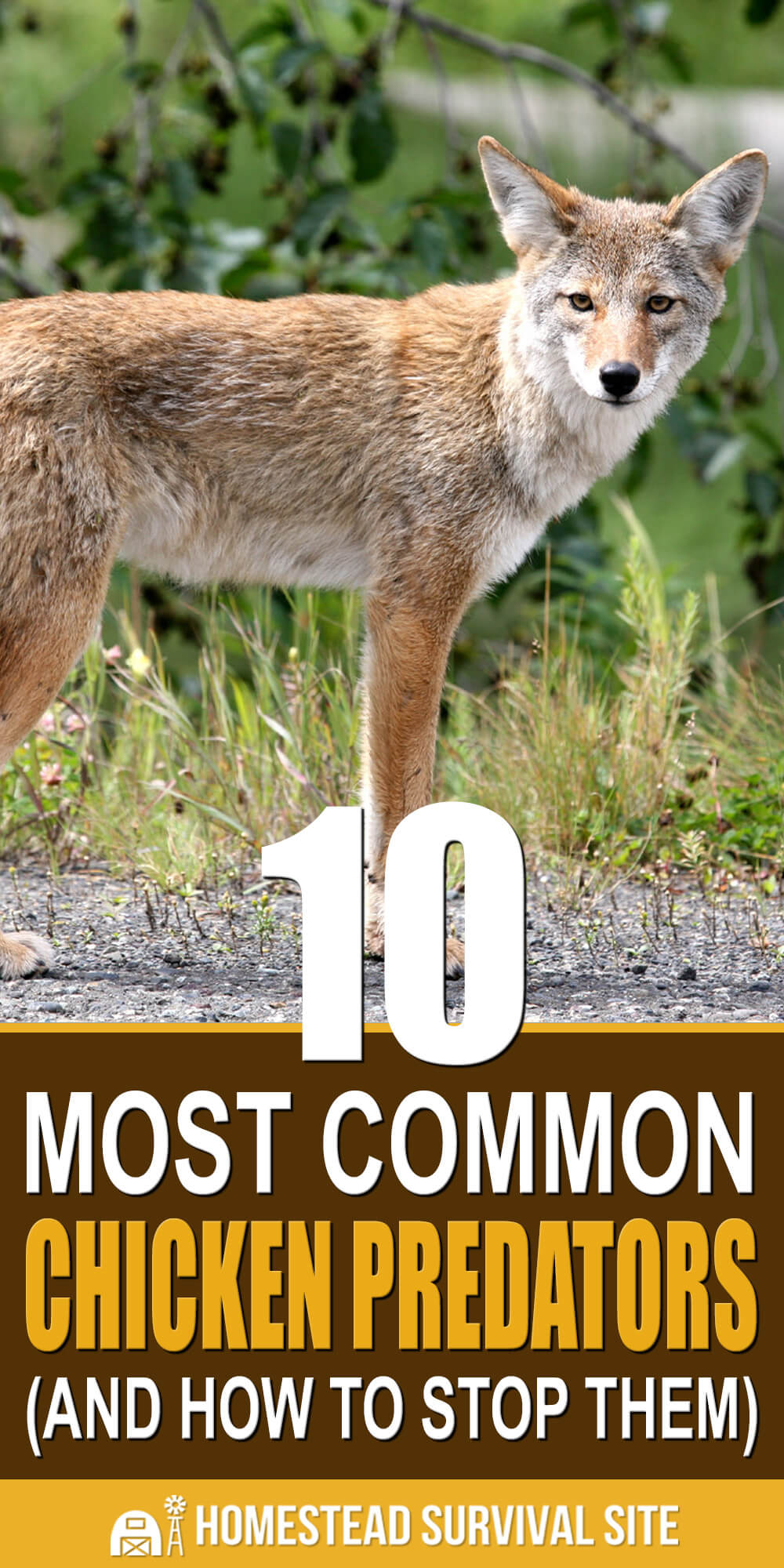 10 Most Common Chicken Predators (And How to Stop Them)
