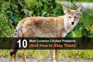 10 Most Common Chicken Predators (And How to Stop Them)