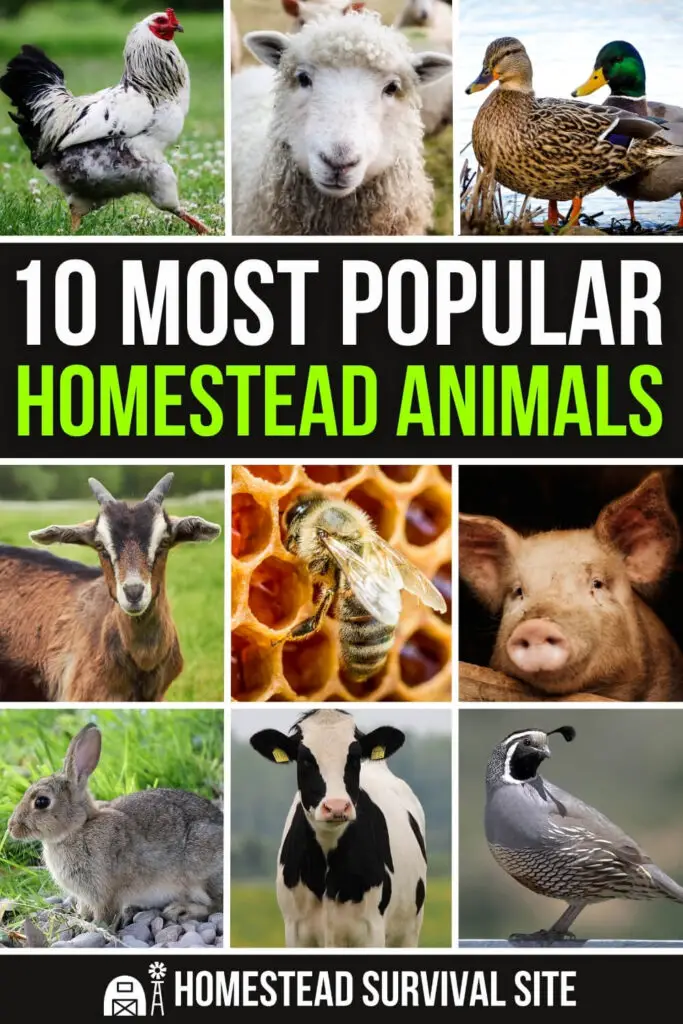 10 Most Popular Homestead Animals
