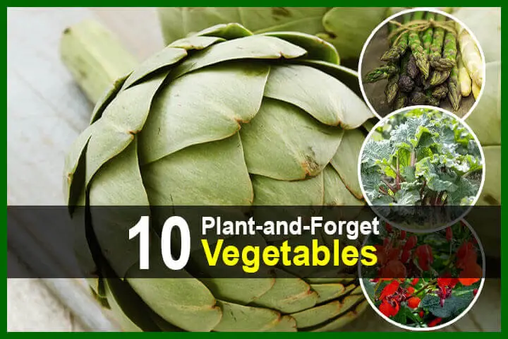 10 Plant-and-Forget Vegetables