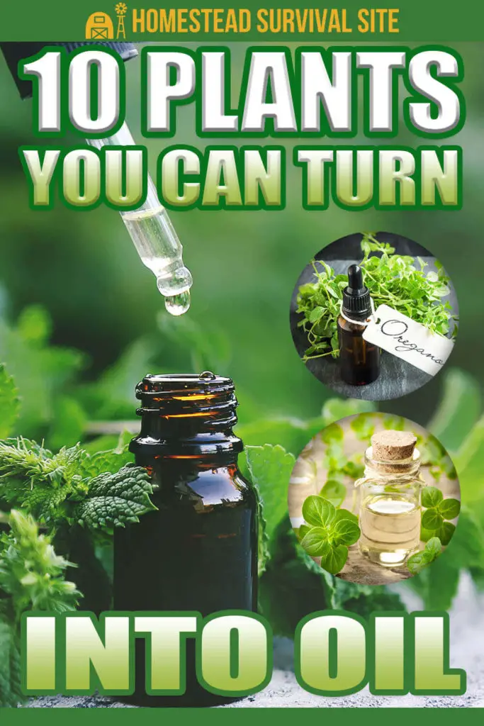 10 Plants You Can Turn Into Oil
