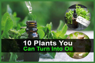 10 Plants You Can Turn Into Oil