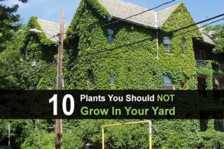 10 Plants You Should NOT Grow In Your Yard