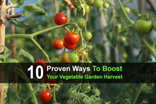 10 Proven Ways To Boost Your Vegetable Garden Harvest