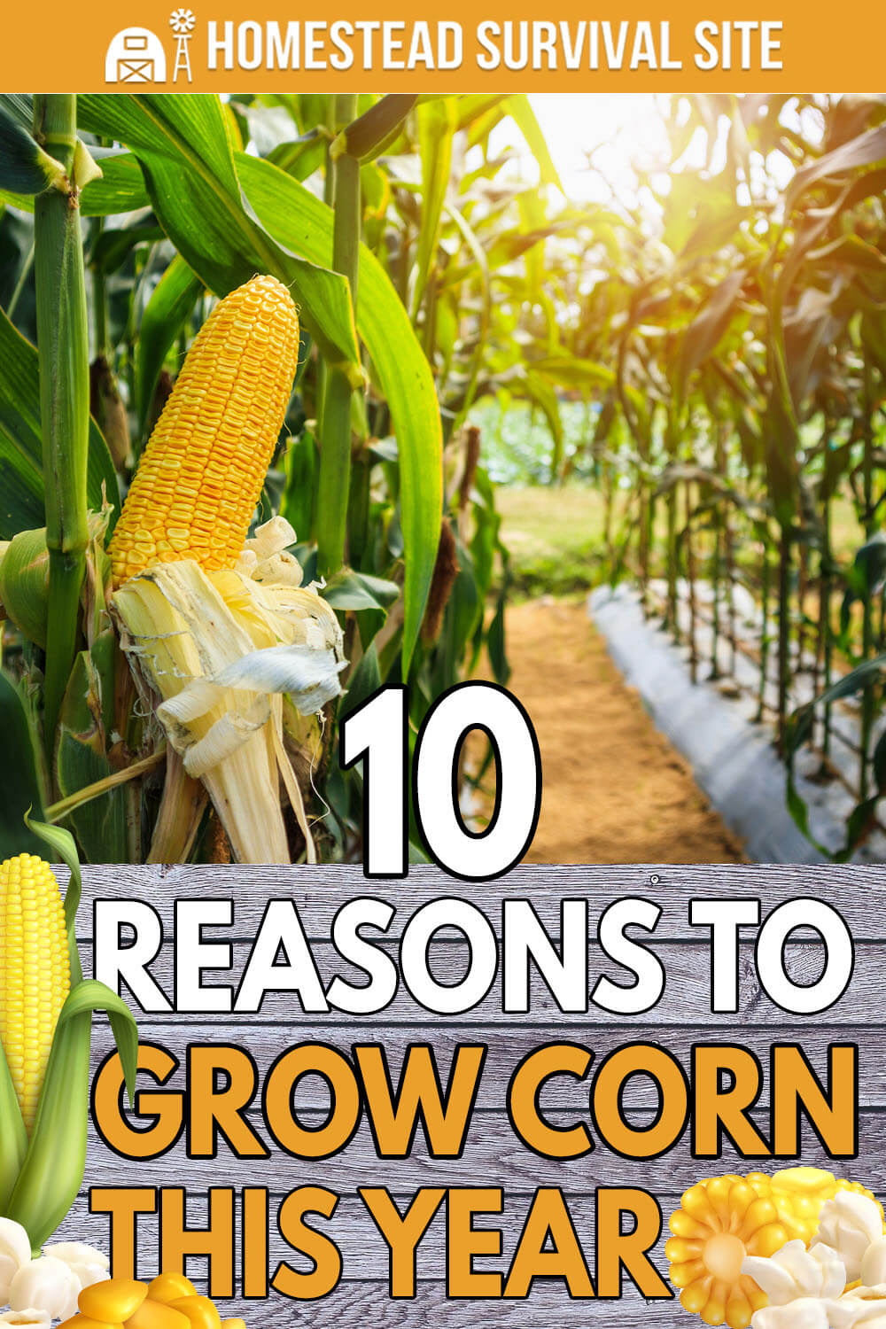 10 Reasons to Grow Corn This Year