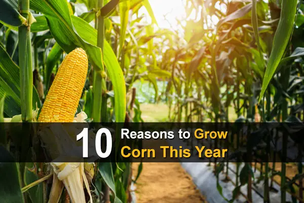 10 Reasons to Grow Corn This Year