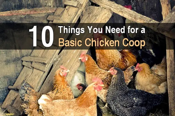 10 Things You Need for a Basic Chicken Coop