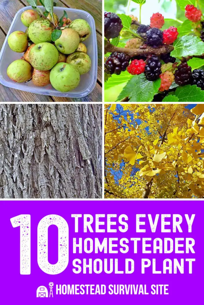 10 Trees Every Homesteader Should Plant