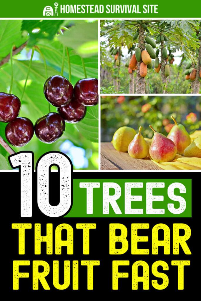 Fruitful Tree Pin