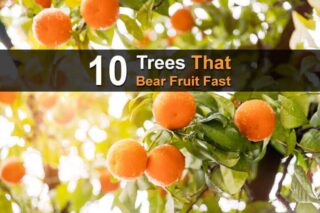 10 Trees That Bear Fruit Fast