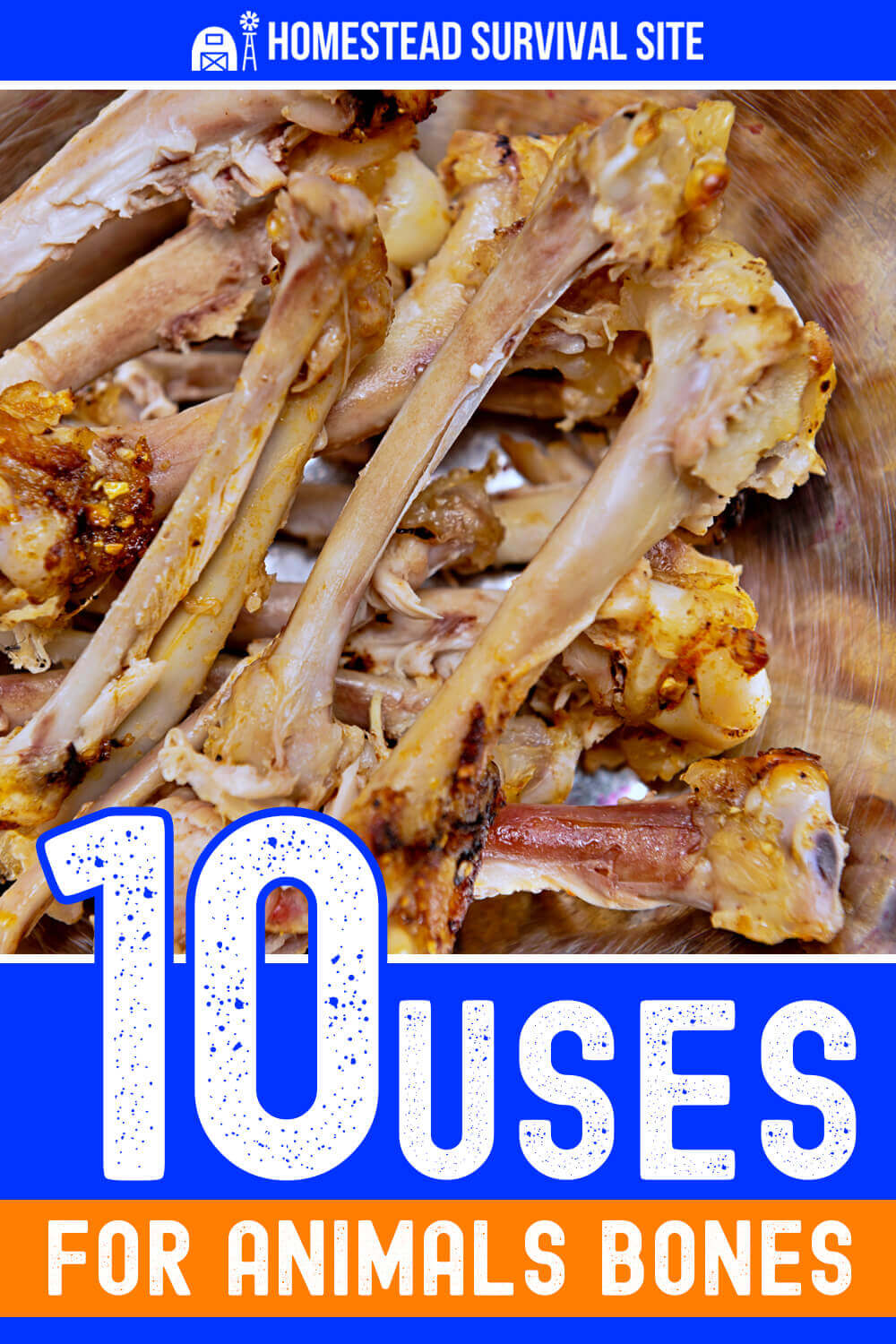 10 Uses for Animals Bones