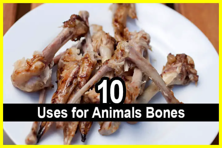 10 Uses for Animals Bones