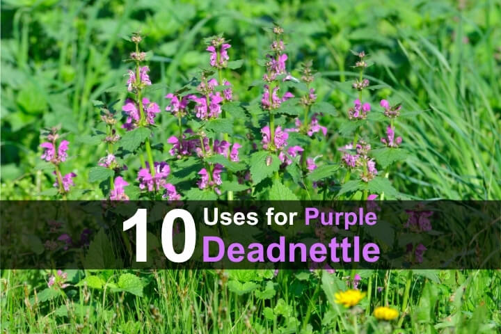 10 Uses for Purple Deadnettle