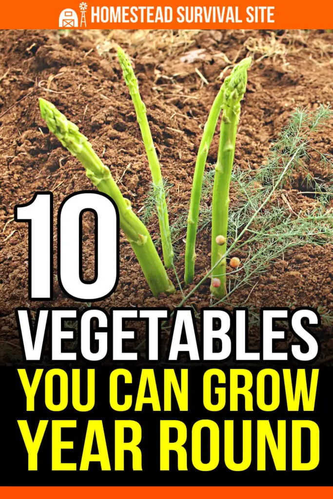 10 Vegetables You Can Grow Year Round