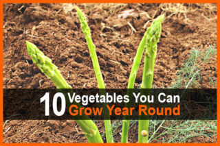 10 Vegetables You Can Grow Year Round