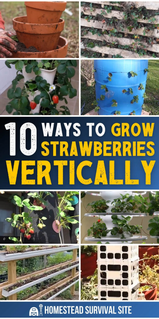 10 Ways to Grow Strawberries Vertically