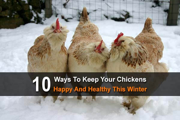 10 Ways To Keep Your Chickens Happy And Healthy This Winter