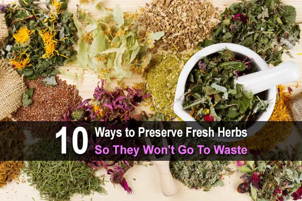 10 Ways to Preserve Fresh Herbs So They Won't Go To Waste