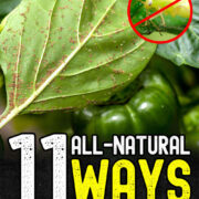 Pinterest Hidden Image