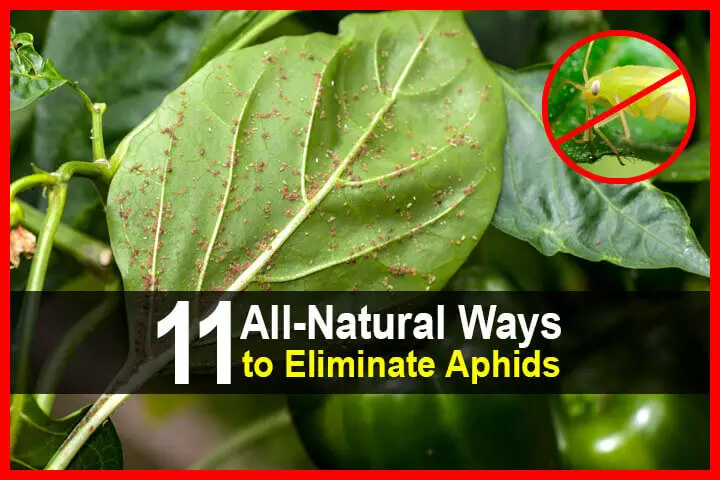11 All-Natural Ways to Eliminate Aphids