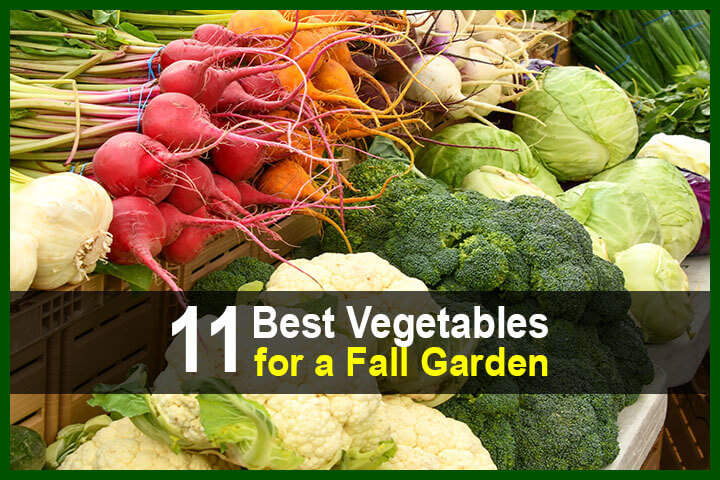 11 Best Vegetables for a Fall Garden