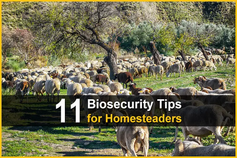 11 Biosecurity Tips for Homesteaders