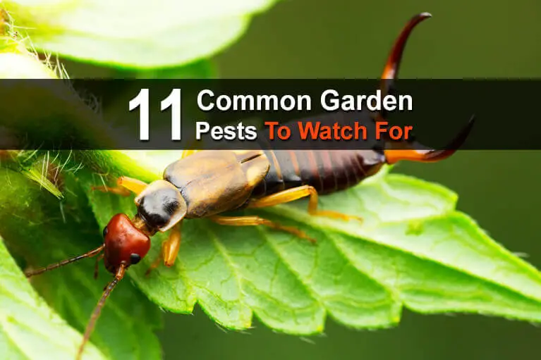 11 Common Garden Pests To Watch For