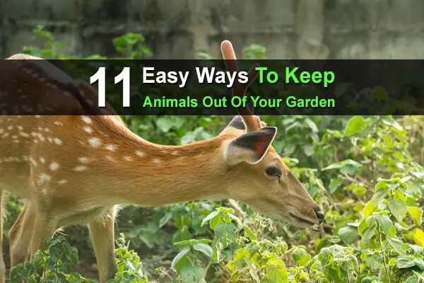 11 Easy Ways to Keep Animals Out Of Your Garden