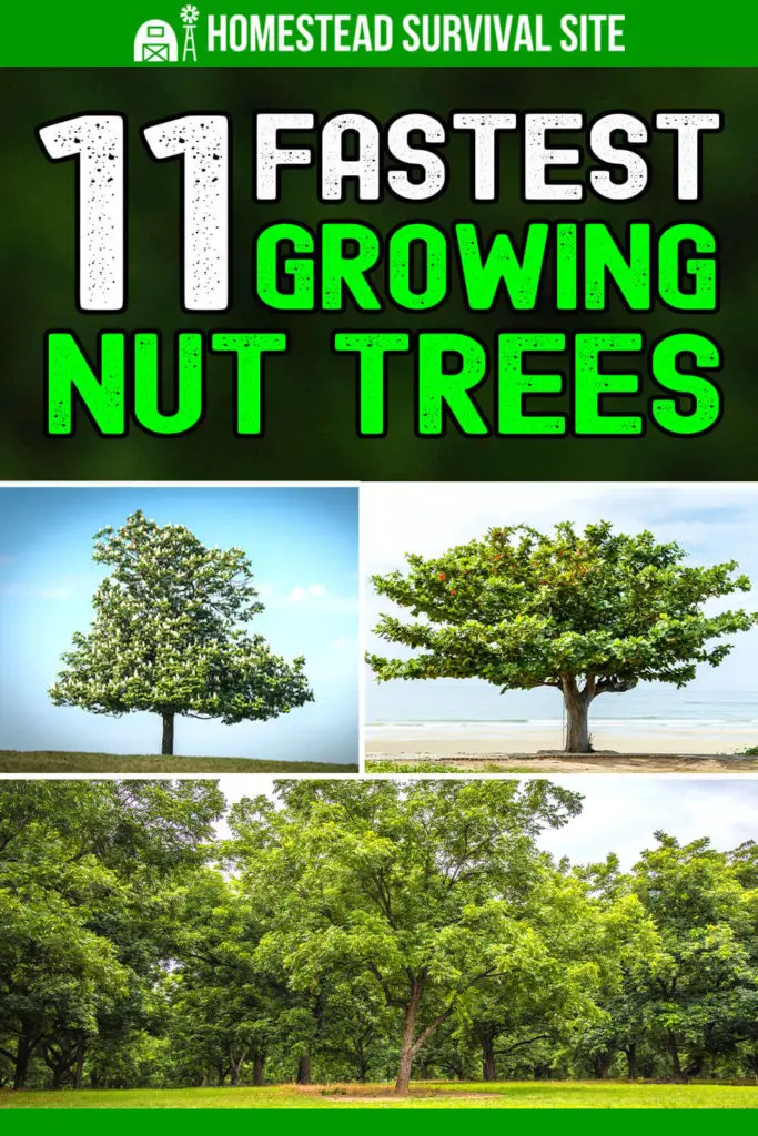 11 Fastest Growing Nut Trees